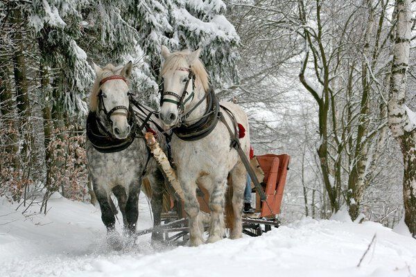 Take a horse driven sleigh ride through the snow